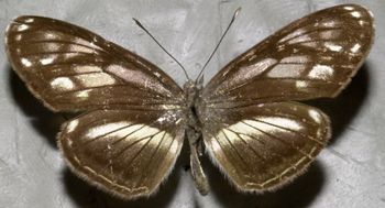 Media type: image;   Entomology 16609 Aspect: habitus dorsal view